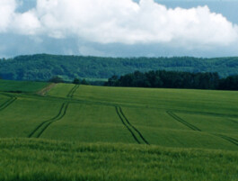 OJOBOCA
